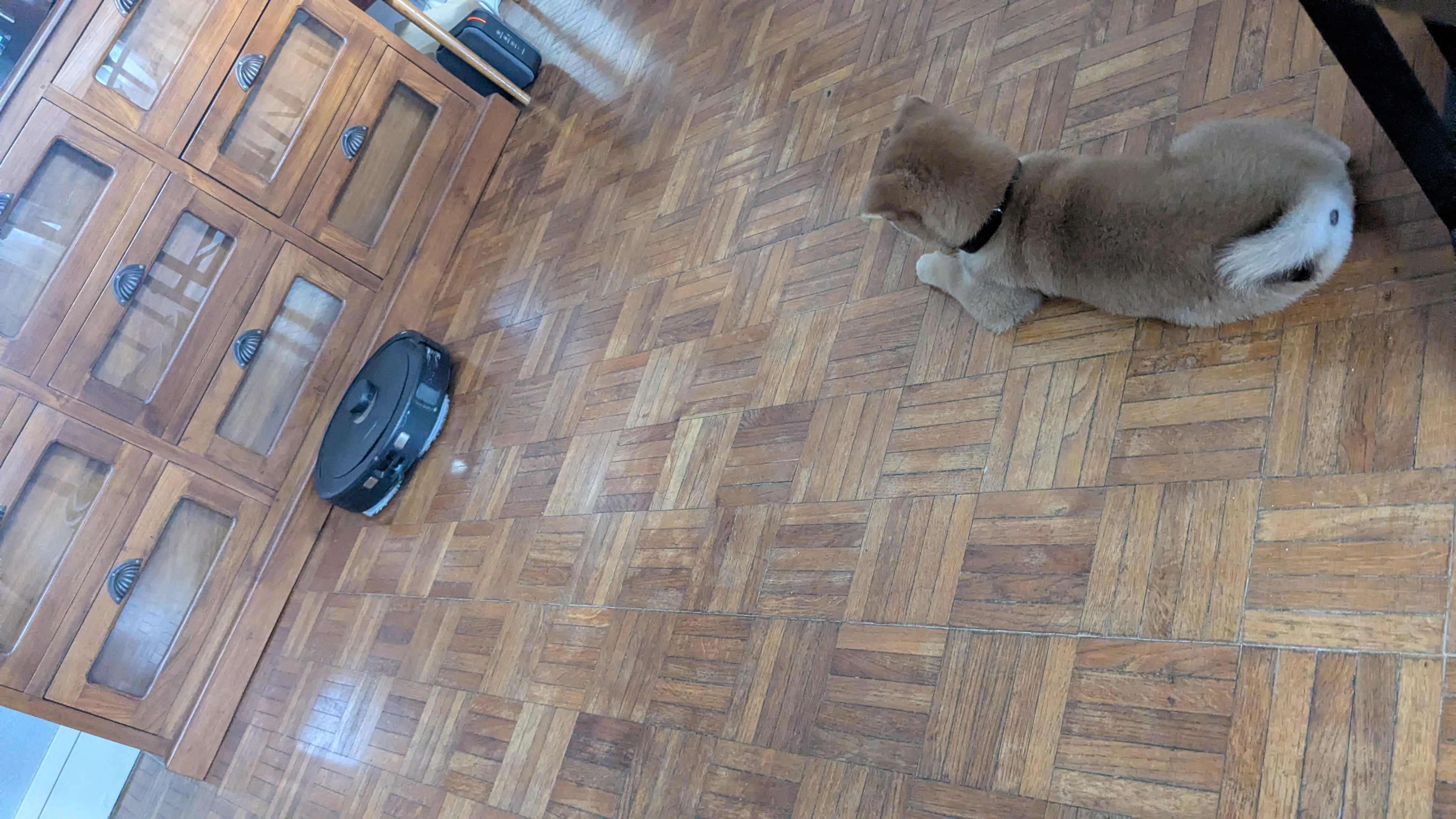 観察する犬